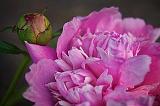 Immature Mature_10726